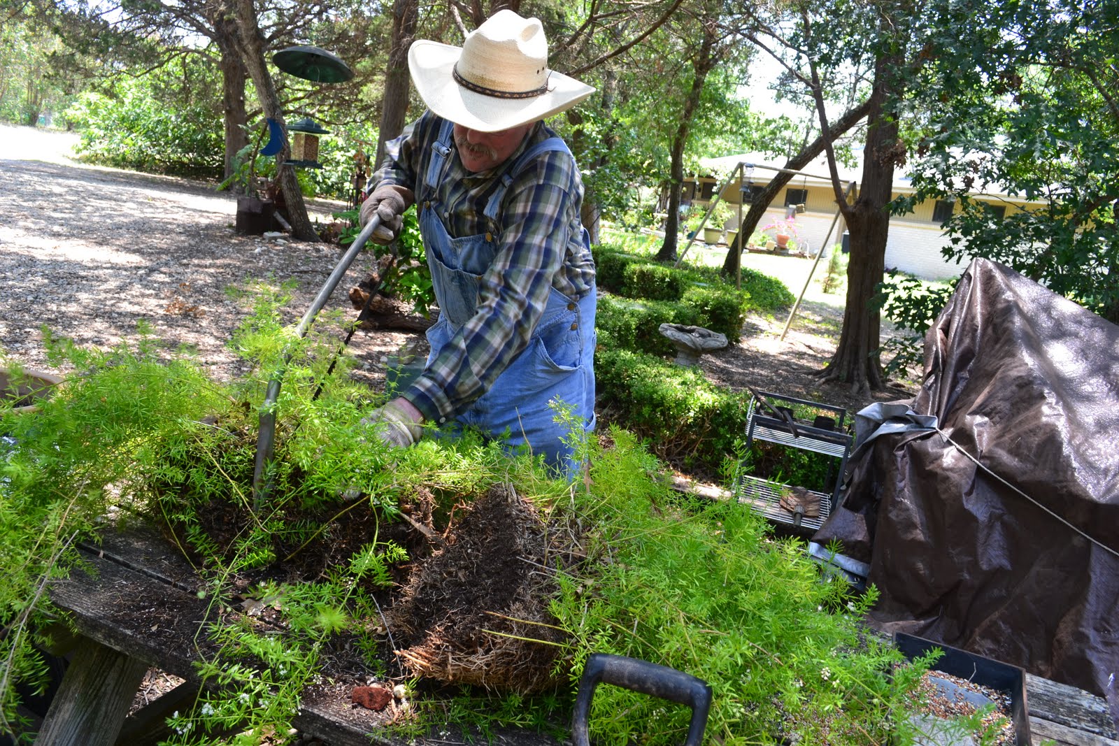 A Southwest Gardener's Journal Repotting 101Asparagus Fern
