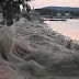 Αιτωλικό: Τεράστιο πέπλο από ιστούς αράχνης κατάπιε 300 μέτρα βλάστησης