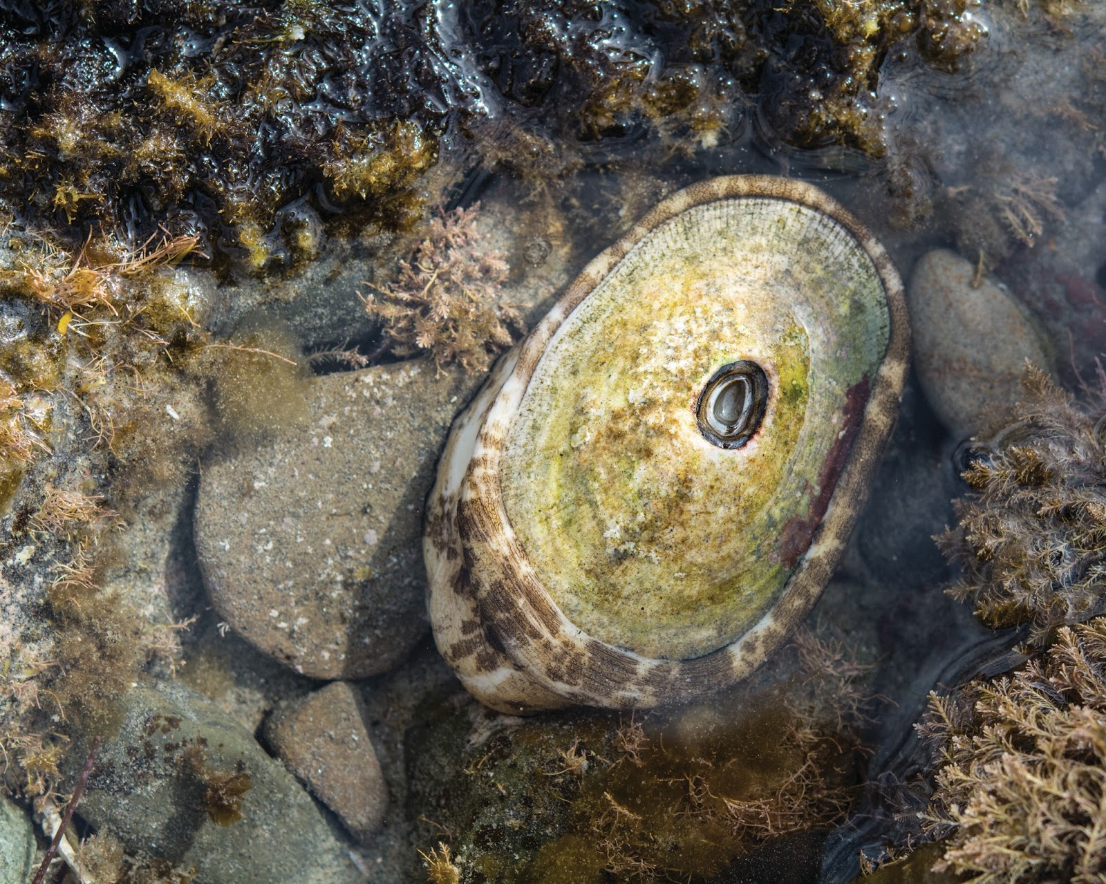 Pie In The Sky Press