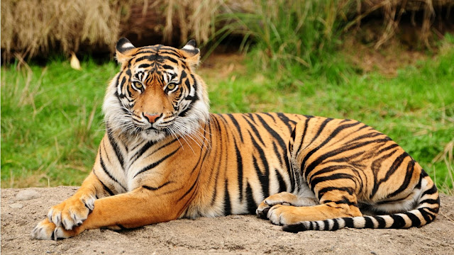 Bengal Kaplan Bengal Kaplan