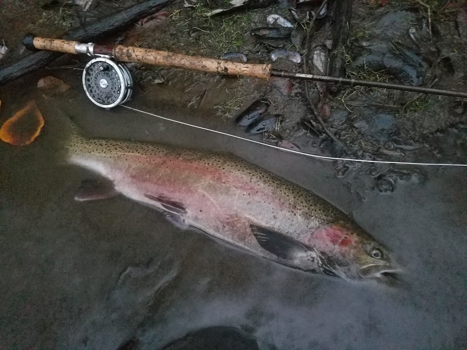 DRY LINE STEELHEAD OREGON December Dry Fly Steelhead