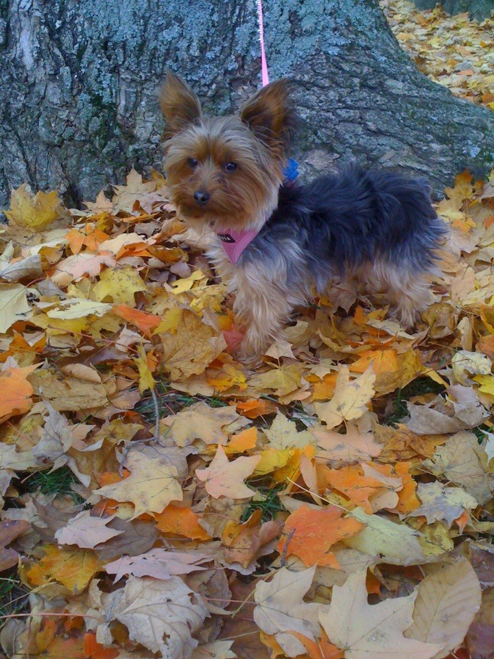 Kid friendly no cook thanksgiving recipes Kid friendly no cook thanksgiving recipes