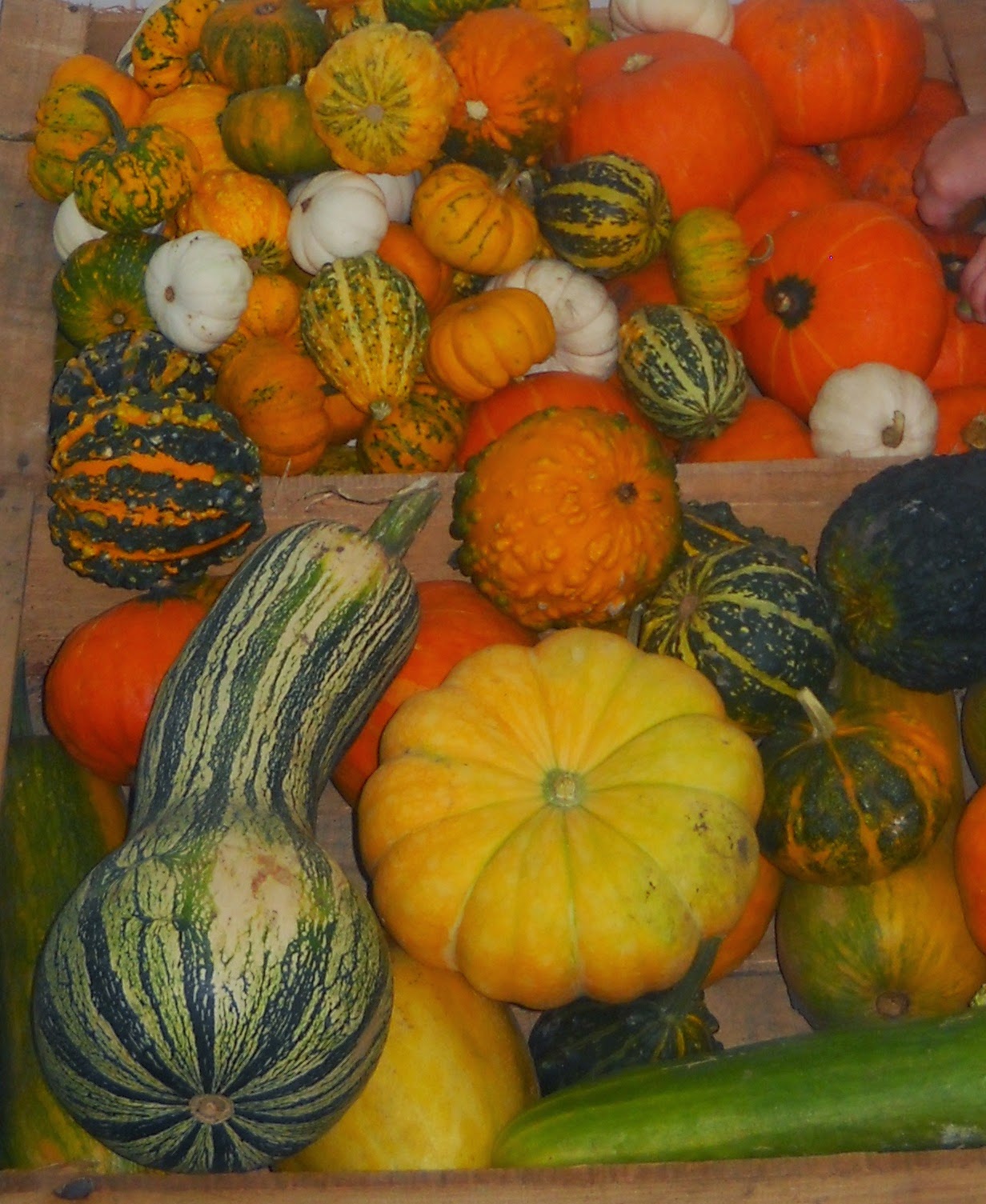 Cultivo de zapallos, calabazas y ornamentales.