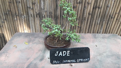 Jade - Informal Upright