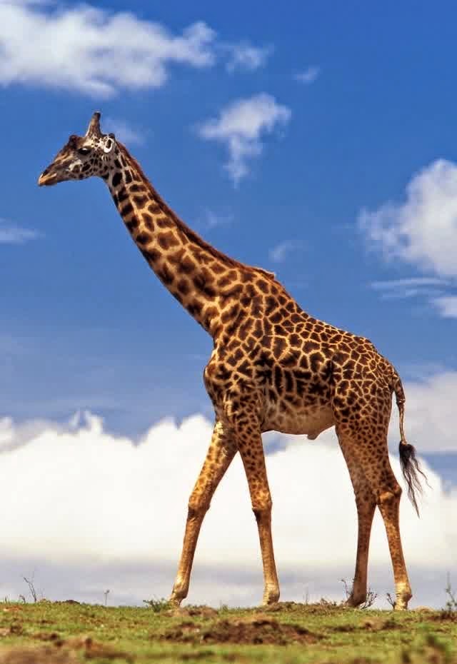 Image Result For Dunia Game Image Result For Dunia Game