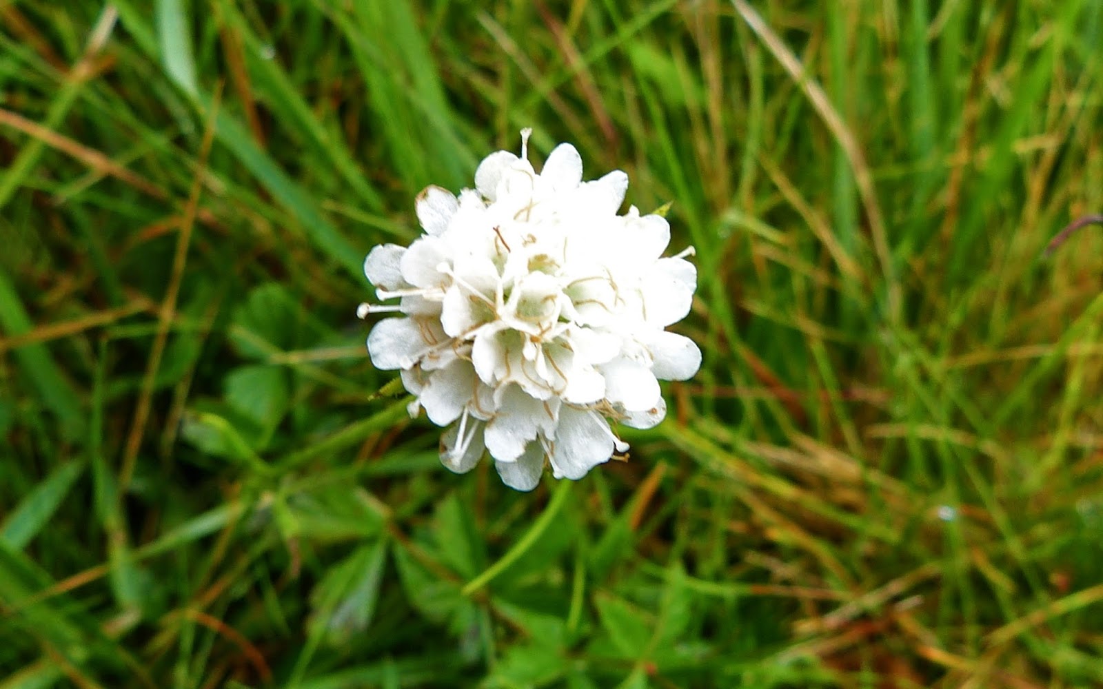 A Kilchoan Diary: Three Colours of Scabious