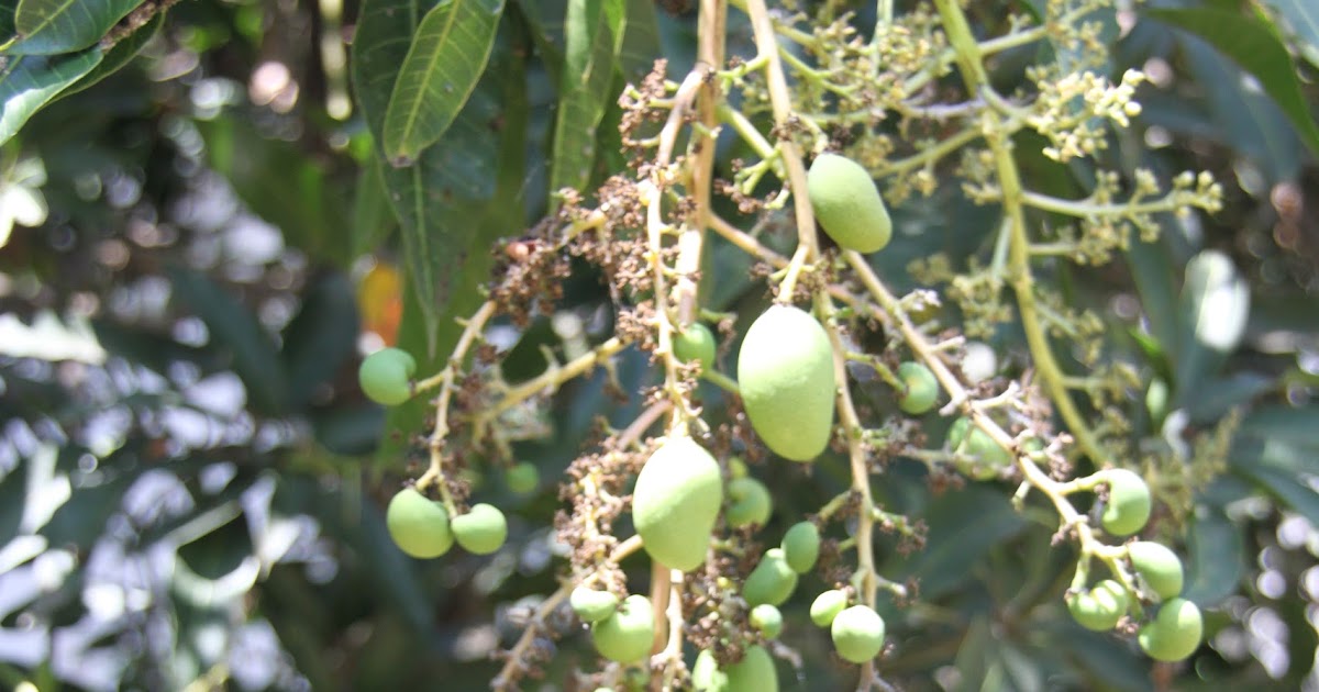 Teknik Membuat Pohon Mangga Cepat Berbuah Lebat - Lintangsore.Com