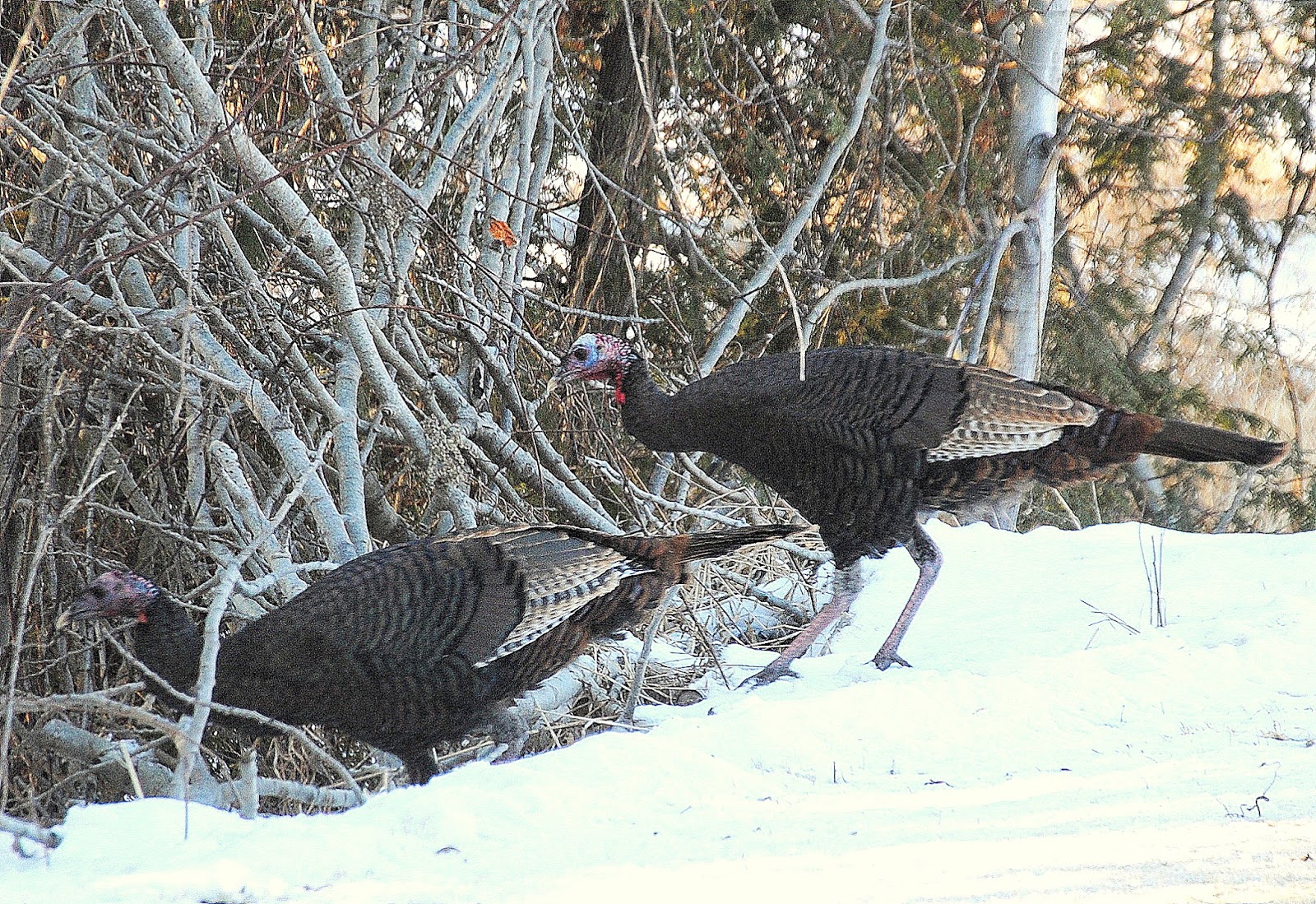 BARRY the BIRDER Ontario Winter Birds 11