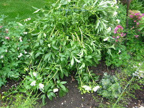 herbaceous peony damaged by wind and rain paul jung toronto organic ecological gardening services