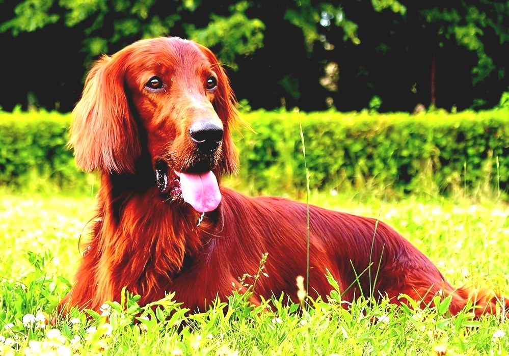 Чаппи собака. Ирландский красный сеттер. Ирландский сеттер. Чаппи порода. Сеттер чаппи.