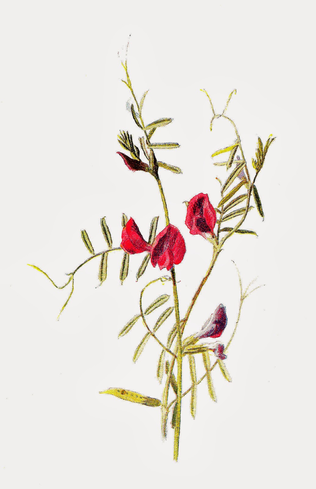 wildflower clip art free - photo #22