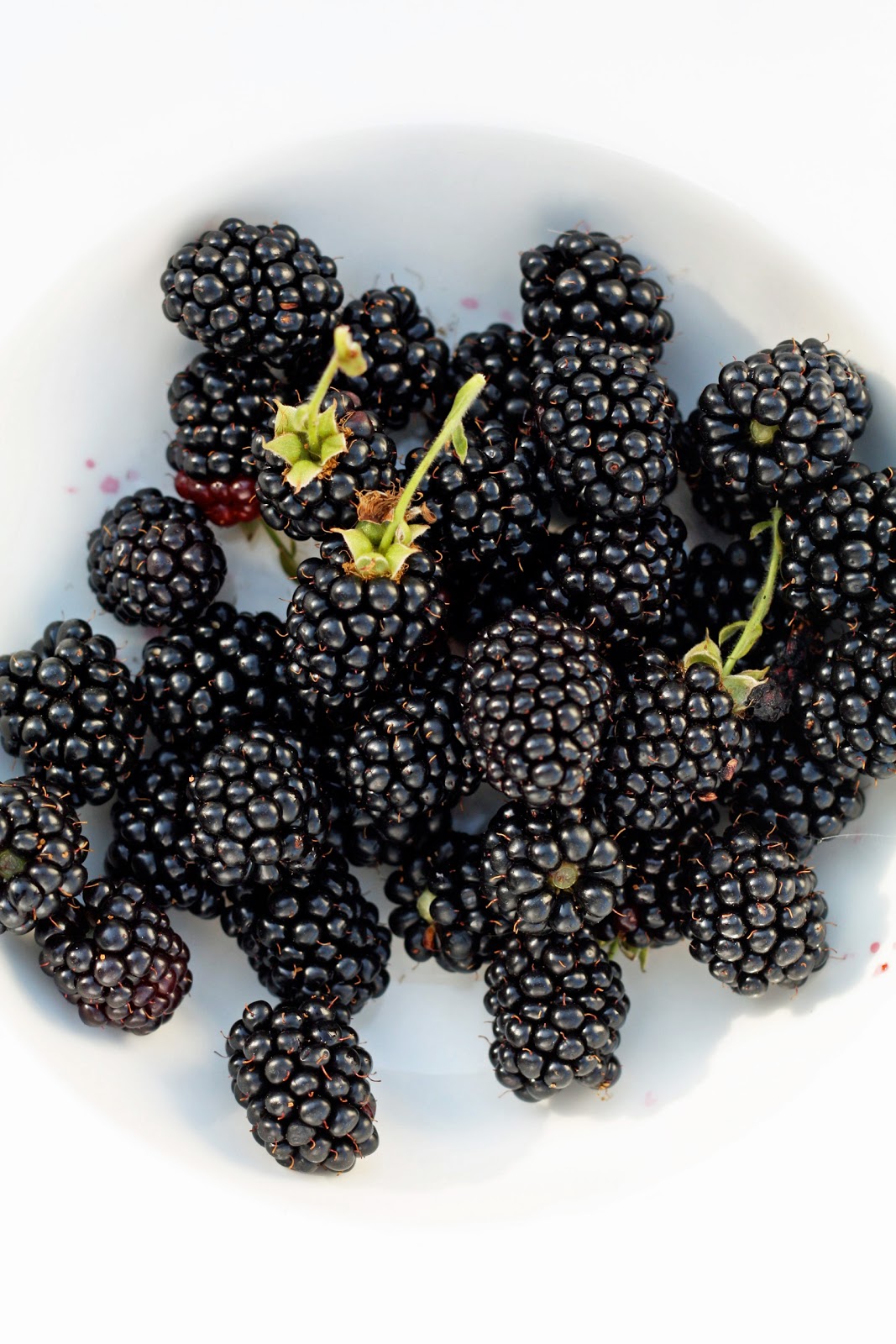 In the Fields Morning Blackberries