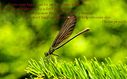 quotes happiness happy inspirational motivational dragonfly wallpapers nature