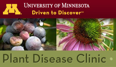 Thyme Can Reduce Blood Pressure And Lower The Risk Of Heart