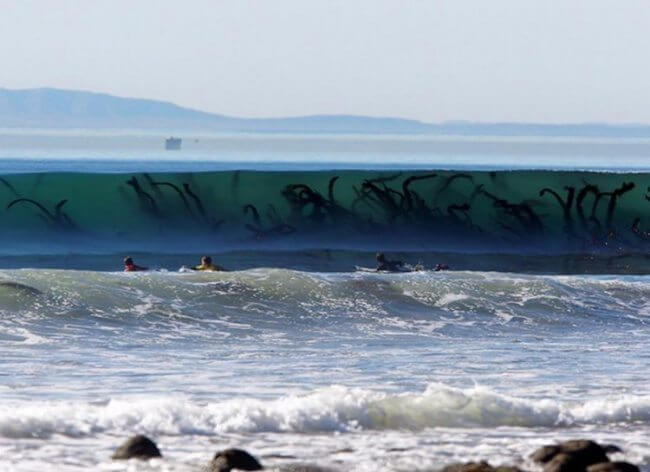 12 Frightening Pictures That Made Us Reconsider About Swimming In The Ocean