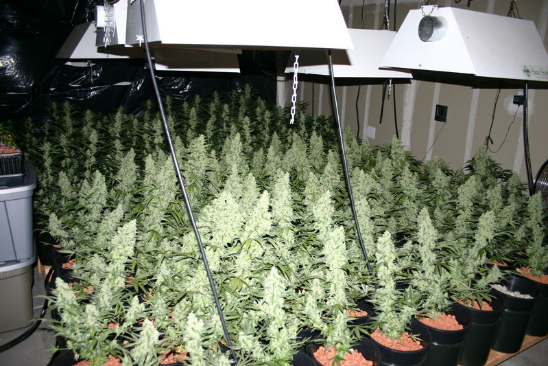 overse anker klinge Choosing a Plant Shape for Your Marijuana - Weedist