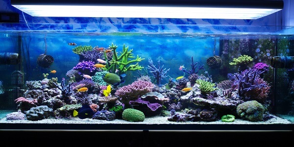 Ikan Hias Aquarium Jenis Ikan Hias Air Tawar Dan 7 Faktanya