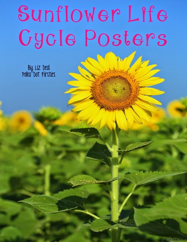 Polka Dot Firsties: Sunflower Life Cycle Posters