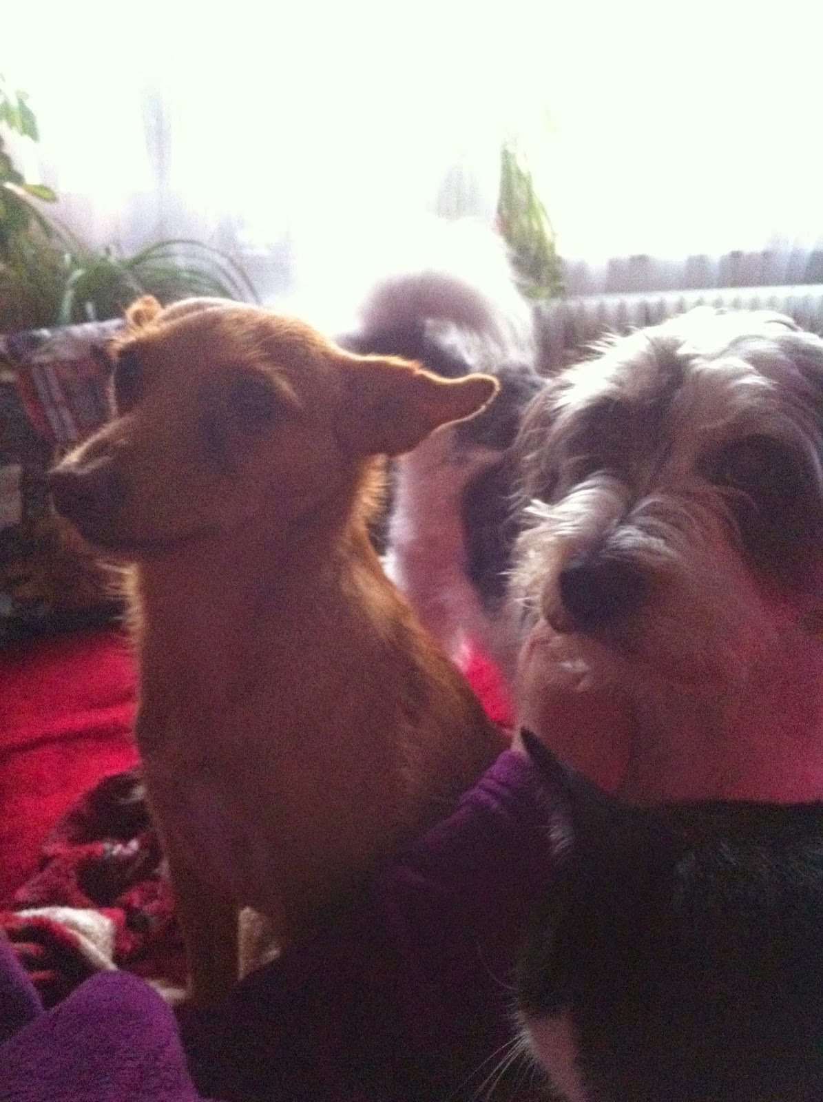 Hunde aus ZentralPortugal adoptieren August 2014