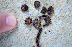 millipedes millipede architectural invasion control