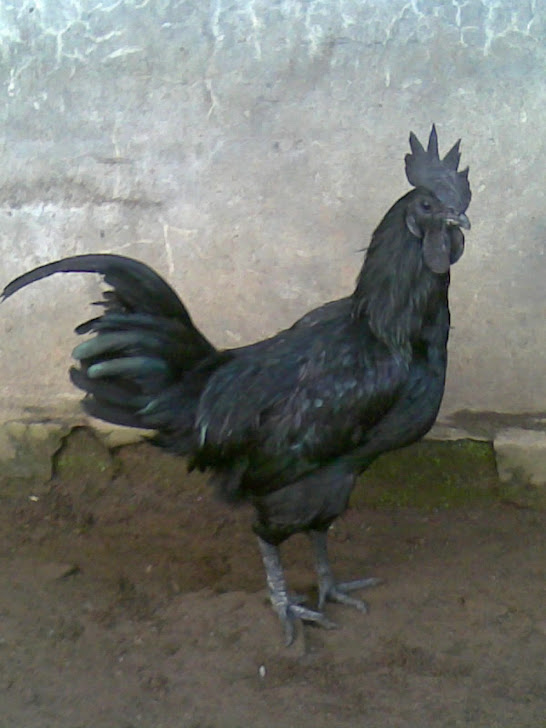 Kumpulan Gambar Ayam Cemani Gambarbinatang Pelung Jago Gokil