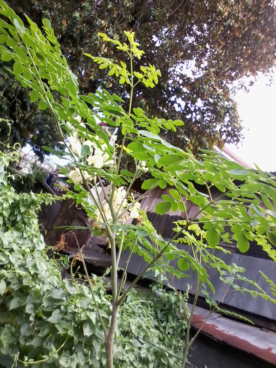 MAV's Healthy Tips Malunggay The Miracle Vegetable Health Benefits