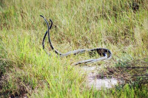 Amaizing Animal Facts: Black mamba Snake (Dendroaspis polylepis) - The longest venomous snake in ...