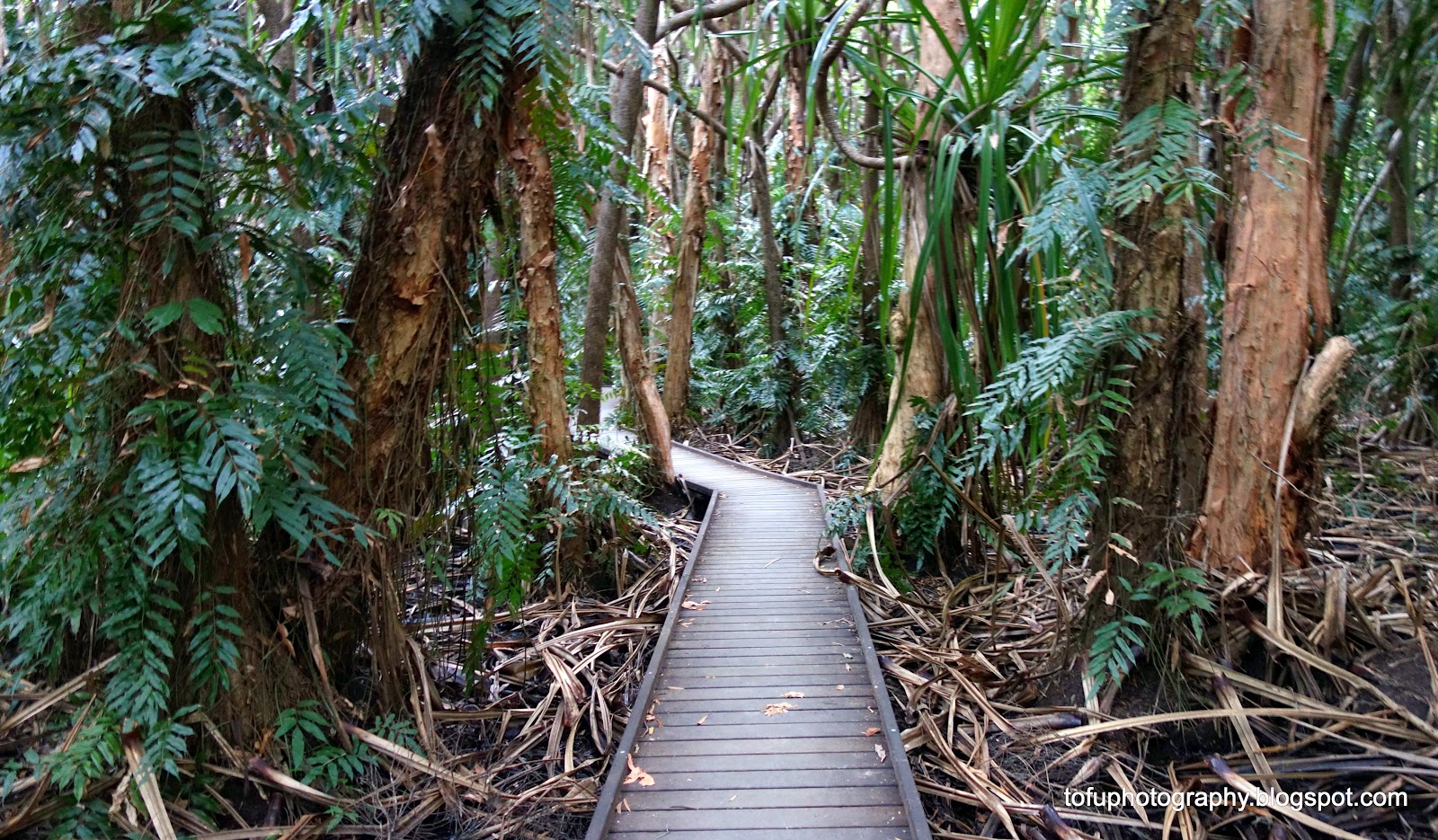 Tofu Photography A board walk in the Cairns botanical gardens in