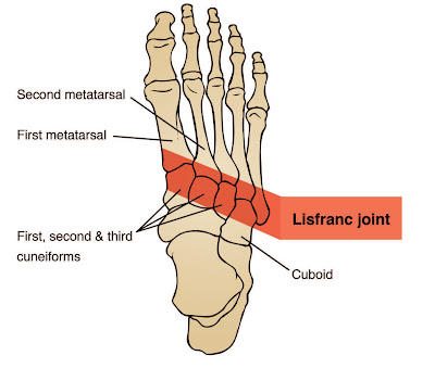 Lisfranc Joint Anatomy Diagram - El Paso Chiropractor