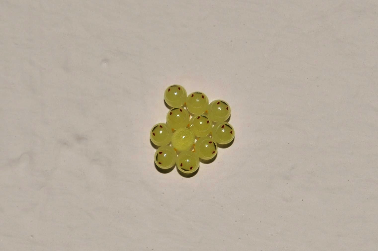 Photography & Me Baby Bugs