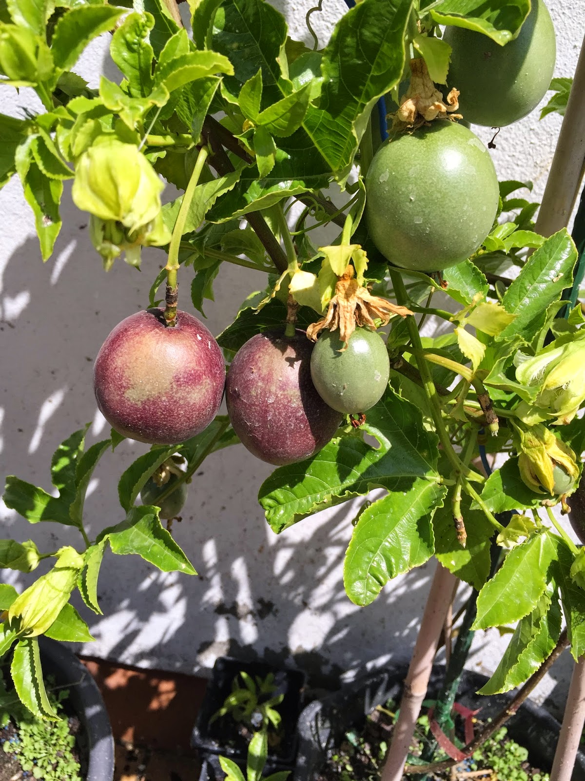 Un Paraíso En Casa Cultivo De La Fruta De La Pasión