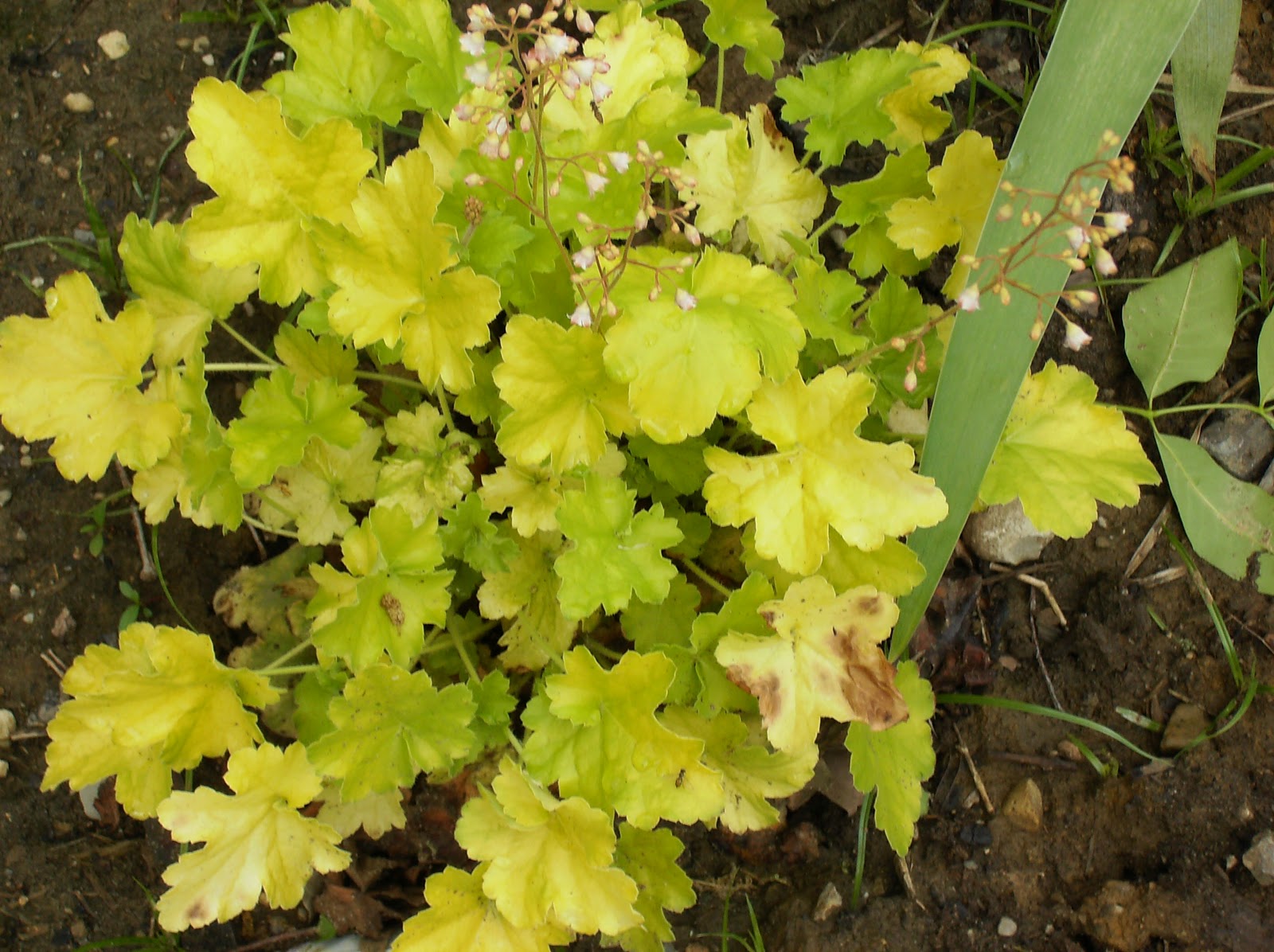 The Blue Iris How long will a Perennial live