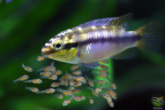 Pelvicachromis Subocellatus "moanda"