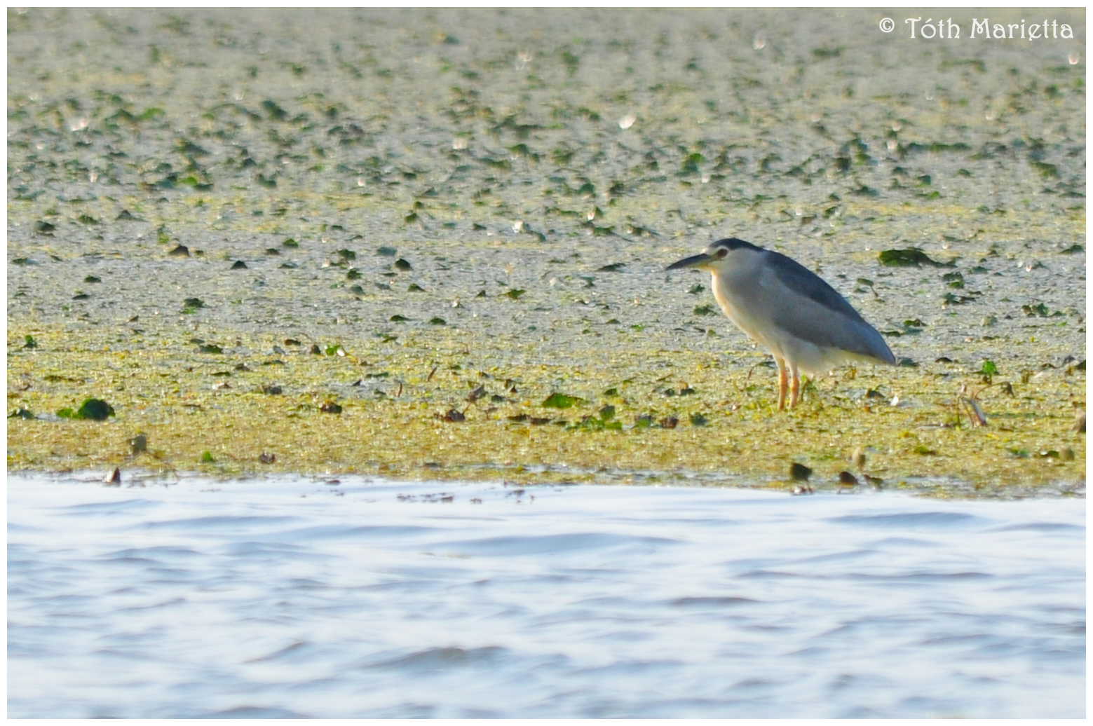 Termeszeti Ertekek Lencsevegen A Tisza To Elovilaga