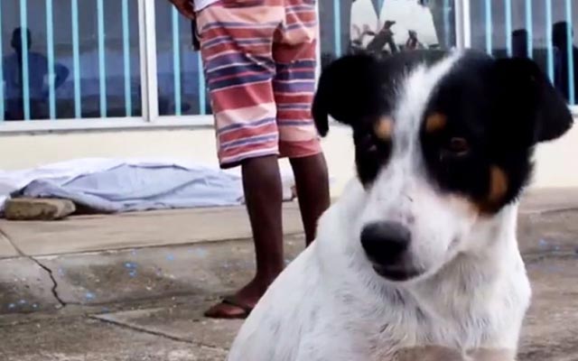Cachorro fica ao lado de corpo do dono assassinado em Eunápolis