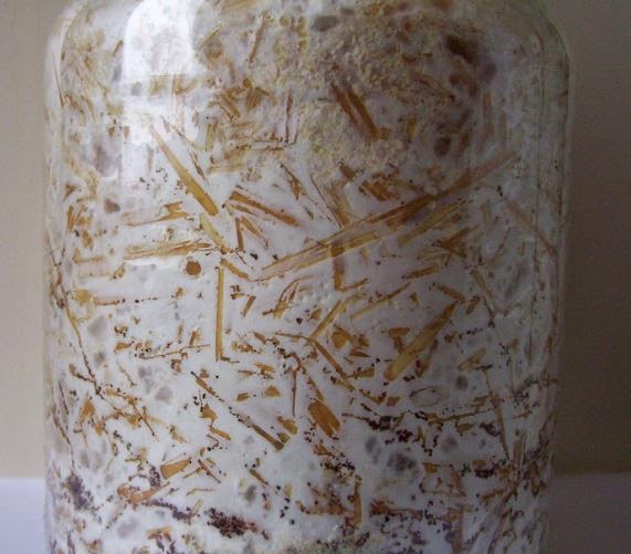 Grow your own mushrooms: Low Tech Oyster Mushroom Cultivation in Jars