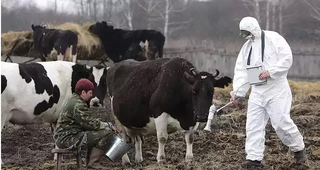 H άγρια ζωή στο Τσέρνομπιλ σήμερα (vid) H άγρια ζωή στο Τσέρνομπιλ σήμερα (vid)