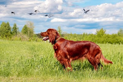 Perro de caza Setter Irlandés (Caninos en las Praderas)