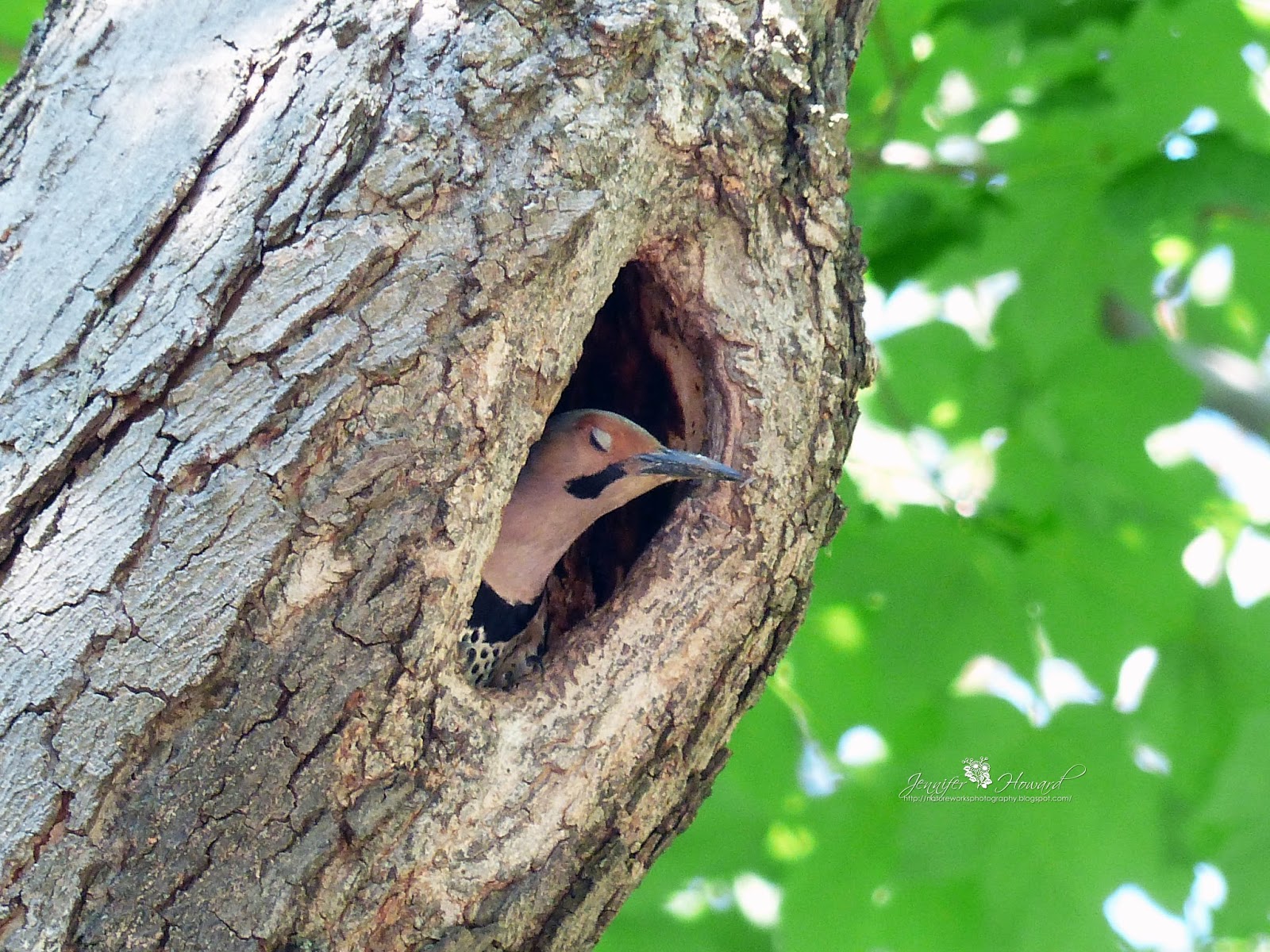Nature Works Photography: northern flicker in nest