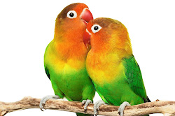 birds lovebirds lovebird remember links being happy google