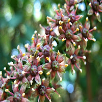 5 plantas para evitar a queda dos cabelos jaborandi