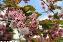 sakura japan flowers nara