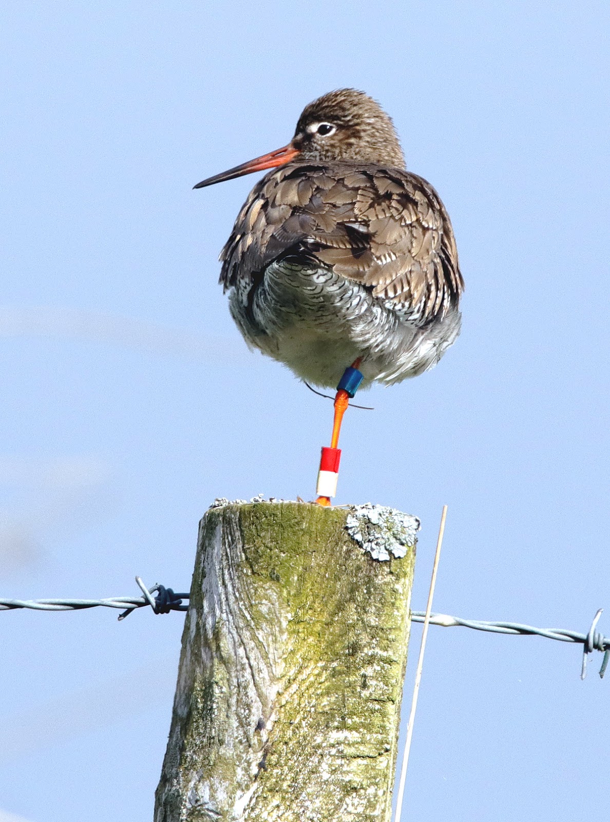Another Bird Blog That Redshank