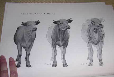 Trish Babbles: Comparing the AA4A Books 4: Ellenberger