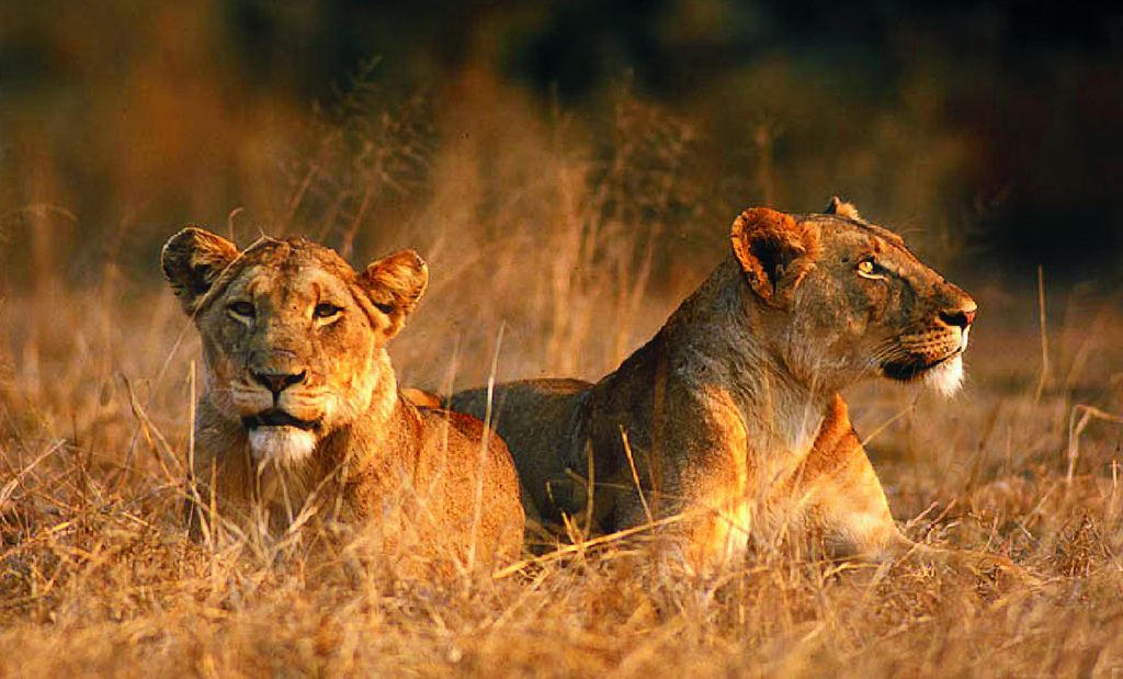 Alam Mengembang Jadi Guru: Singa (Lions)