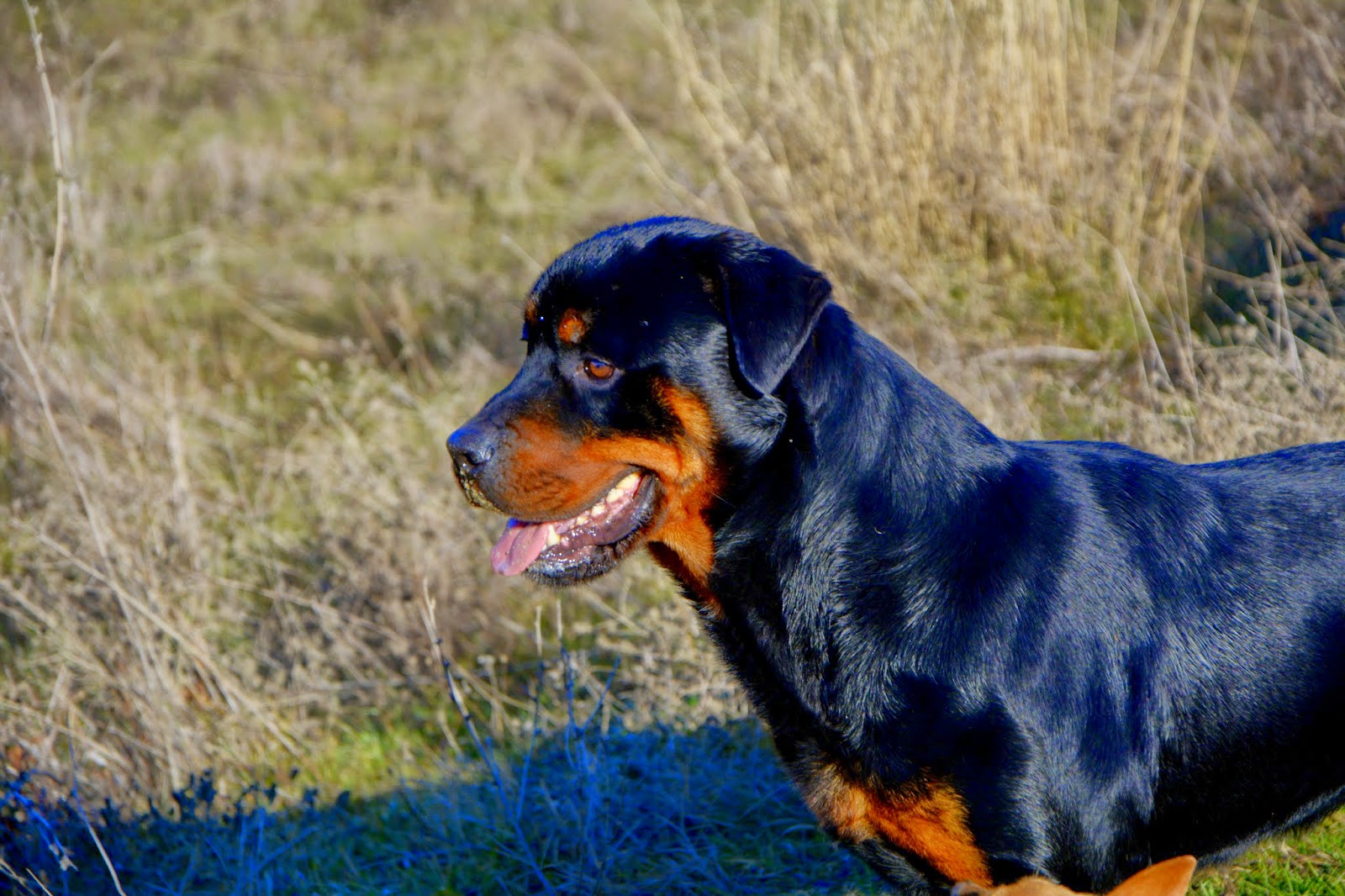 The Amazing Nature: Dark Rottweiler