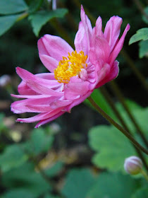 Anemone hupehensis japonica Pamina Japanese anemone by garden muses-not another Toronto gardening blog