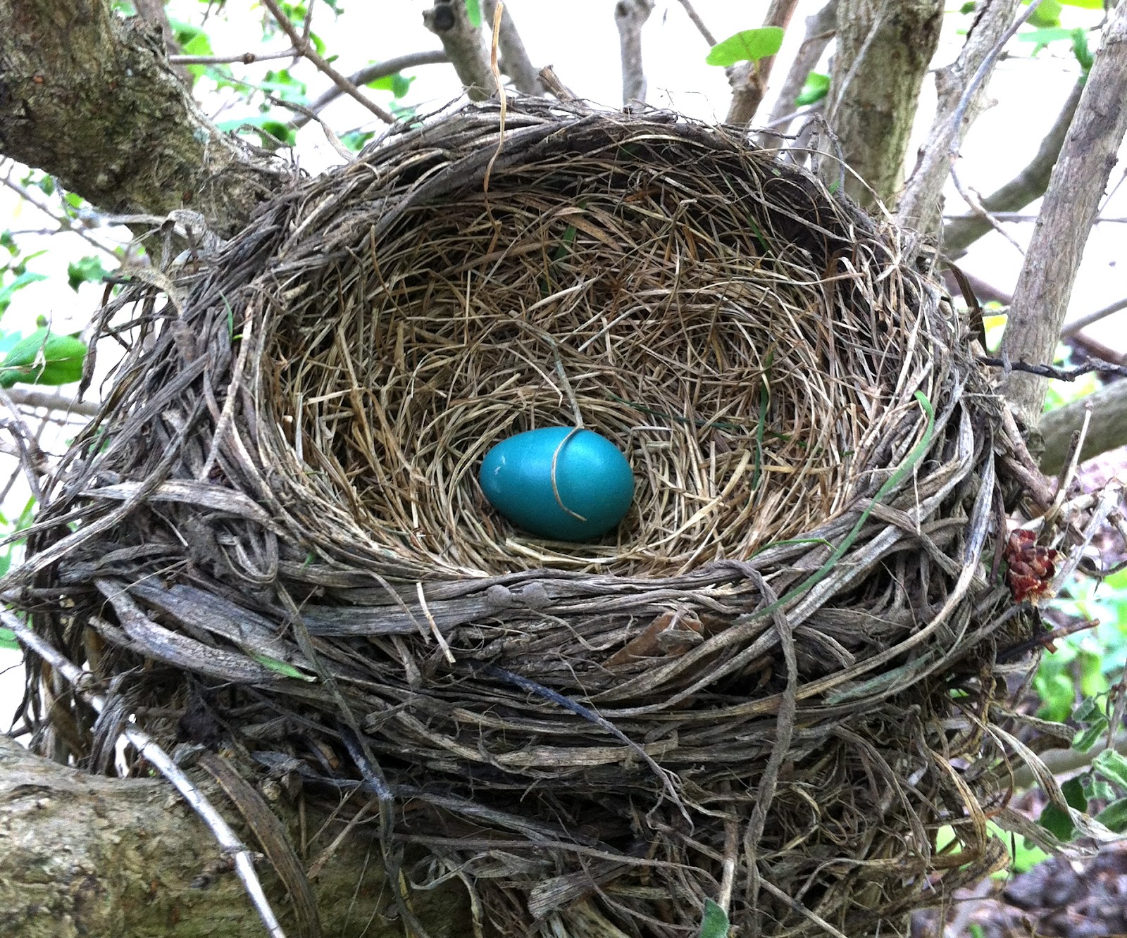 robin's nest clip art - photo #11