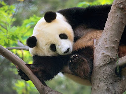 Panda webcam Live!