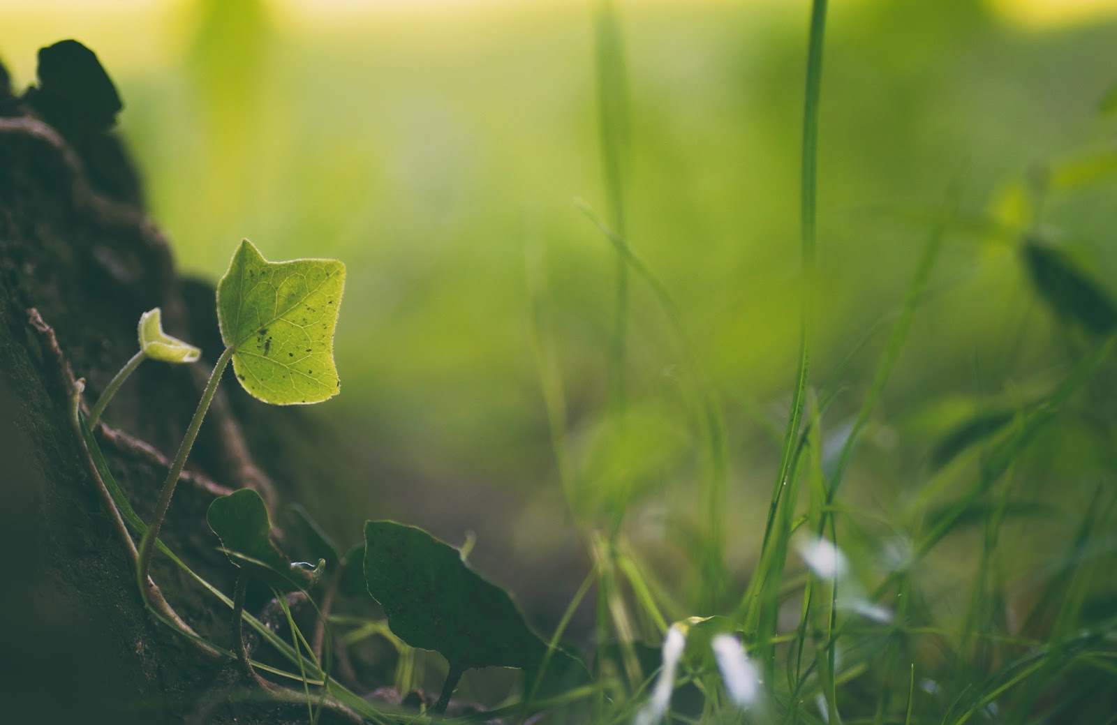 Wo Stille Wohnt Und Glanz Juli 2017